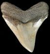 Serrated, Tan, Megalodon Tooth - South Carolina #45950-1